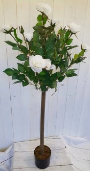 Cream Rose Tree 4ft