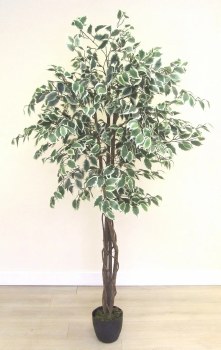 Ficus Tree Varigated 6ft