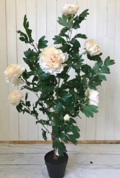 Peony Peach Tree 100cm