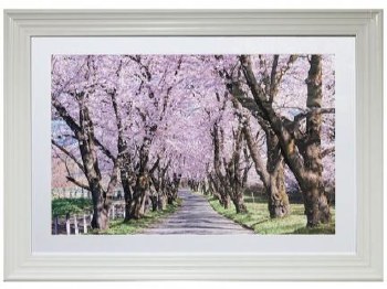 Grange Living Blossom Tree Picture 115*84cm