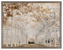 Tara Lane Picture Avenue of Trees