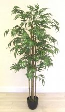 Bamboo Tree 5ft