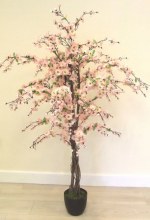 Blossom Tree Pink 5ft