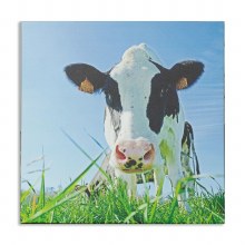 Grange Canvas Cows 59cm* 59cm