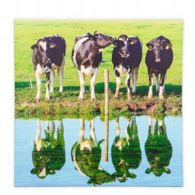 Grange Canvas Cows 80*80cm