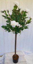 Cream Rose Tree 4ft