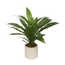 Tara Lane Dracaena with Pot 65cm