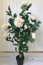 Peony Peach Tree 100cm