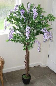 Wisteria Lilac Tree 5ft