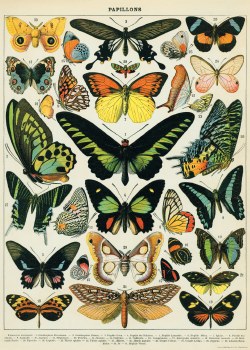 Cavallini & Co. Decorative Italian Paper, Butterflies