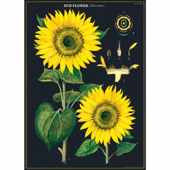 Cavallini & Co. Decorative Italian Paper, Sunflower