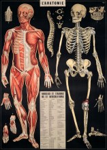 Cavallini & Co. Decorative Italian Paper, L'Anatomie