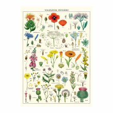 Cavallini & Co. Decorative Italian Paper, Wildflowers