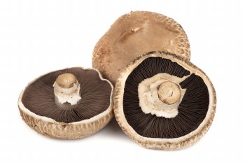 Mushroom - Portobello