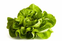 Lettuce - Bibb