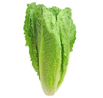 Lettuce - Romaine