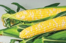 Corn Yellow  EA