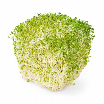 Phoenicia Alfaalfa Sprouts 6 oz