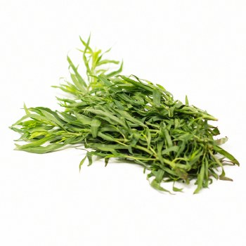 Phoenicia Tarragon Fresh bunch