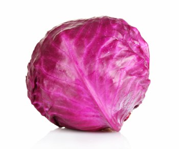 Phoenicia Cabbage Red