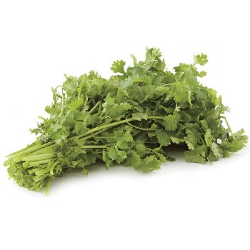 Phoenicia Cilantro Fresh Bunch