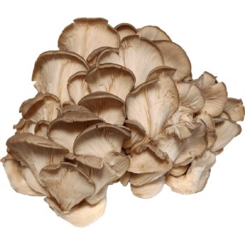 Phoenicia Oyster Mushrooms
