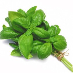 Phoenicia Sweet Basil Fresh Bunch