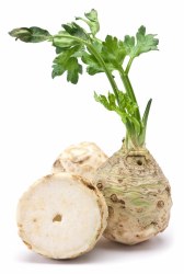 Phoenicia Celery Root