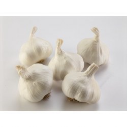 Phoenicia Garlic Fresh Jumbo