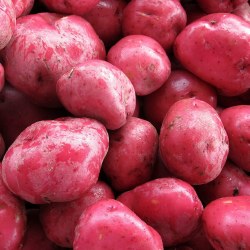 Phoenicia Potatoes Red