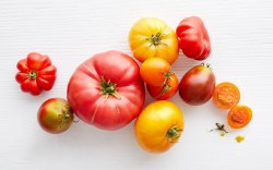 Phoenicia Tomatoes Heirloom