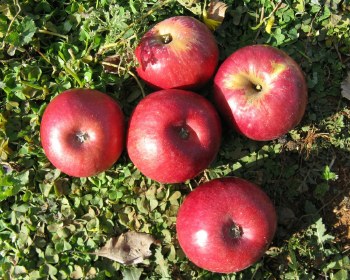 Apple3pc