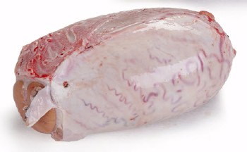 Halal Goat Spleen
