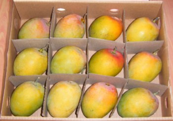 Kesar Mango Box
