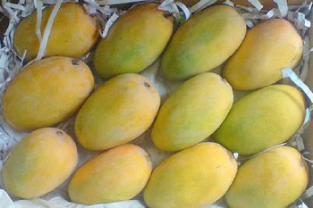 Kesar Mango LB