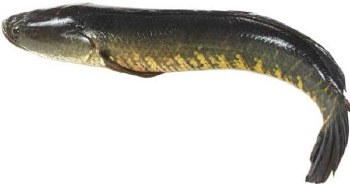 Korrameenu (Shoil Steak)