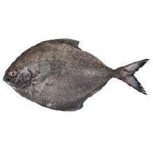 Black Pomfret