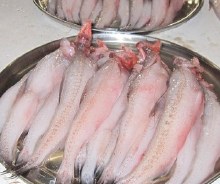 Lotia/Bombay Duck