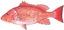 Red Snapper