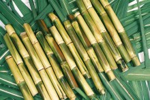 Sugarcane Cut