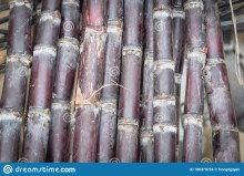 Sugarcane Red Cut