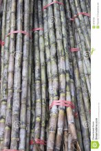 Sugarcane Whole