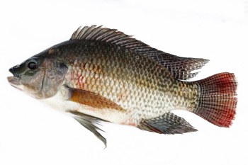 Tilapia Whole