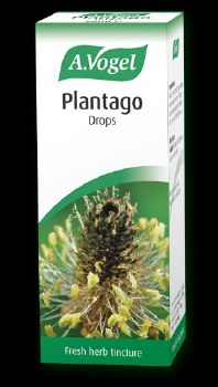 Plantago Lanceolata Lance Leaf