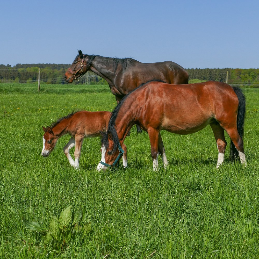 Horse Paddock Mix 13kg, Does 1 Acre Lillico's Aylesford