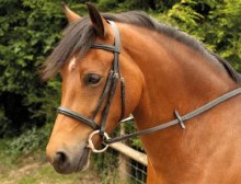 Windsor Comfort Bridle Cob Black