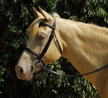 Windsor Plain Bridle Cob Havana