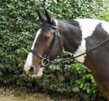 Windsor Plain Bridle Cob Black