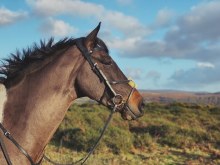 Eco Rider Freedom Grackle Brown Cob