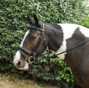 Windsor Comfort Bridle Pony Havana